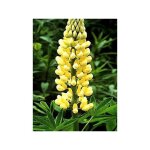 Lupin 'chandelier' godet de 7 / 8 cm