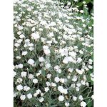 Lychnis coronaria 'alba' pot de 2l / 3l