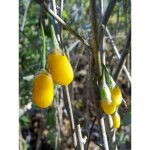 Lyciet commun, baies de goji 'amber sweet' pot de 4l / 5l, touffe Lyciet commun, baies de goji 'amber sweet' pot de 4l / 5l, touffe