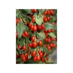 Lyciet commun, baies de goji 'big lifeberry' pot de 1, 5l / 2l, touffe Lyciet commun, baies de goji 'big lifeberry' pot de 1, 5l / 2l, touffe
