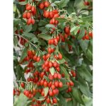 Lyciet commun, baies de goji 'sweet lifeberry' pot de 1, 5l / 2l, touffe