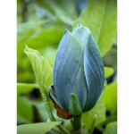 Magnolia 'blue baby' pot de 6l / 7l