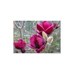 Magnolia x genie pot 18cm plante d'ext�rieur h 80cm fleur rouge