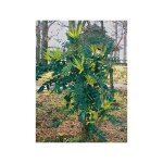 Mahonia bealei pot de 3l / 4l