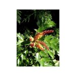 Mahonia 'cabaret' pot de 2l / 3l