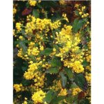 Mahonia � feuilles de houx 'apollo' pot de 2l / 3l