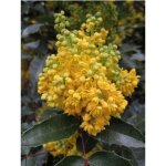 Mahonia � feuilles de houx 40 / 50 cm ? tr�s parfum�e, fleurs jaunes ? exposition soleil, mi - ombre, ...
