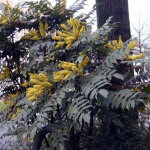 Mahonia du japon 'bealei' - 50 - 60 cm pot
