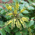 Mahonia du japon - mahonia japonica 'hivernant' - 50 - 60 cm pot