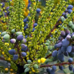 Mahonia media 'charity' - 30 - 50 cm pot