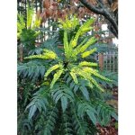 Mahonia media 'charity' pot de 2l / 3l