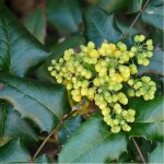 Mahonia media 'winter sun' - 60 - 80 cm pot
