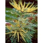 Mahonia x media 'winter sun' pot de 2l / 3l