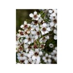 Manuka, arbre � th�, myrthe des mers du sud 'blanc' pot de 2l / 3l
