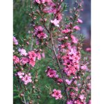 Manuka, arbre  th, myrthe des mers du sud 'coral candy' pot de 2l / 3l
