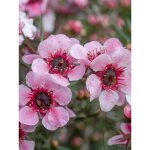 Manuka, arbre  th, myrthe des mers du sud 'martini' pot de 2l / 3l