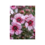 Le jardin du pic vert - manuka, arbre  th, myrthe des mers du sud 'martini' pot de 7, 5l / 10l