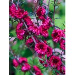 Manuka, arbre  th, myrthe des mers du sud 'red damask' pot de 3l / 4l