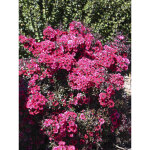 Manuka, arbre � th�, myrthe des mers du sud 'wiri kerry ' pot de 2l / 3l