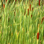 Massette � larges feuilles / godet