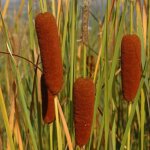 Massette de laxmann / godet