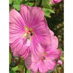 Mauve en arbre, lavat�re 'bredon springs' godet de 8 / 9 cm