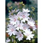 Mauve en arbre, lavat�re 'white angel' godet de 8 / 9 cm