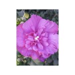 Mauve en arbre 'magenta chiffon' pot de 3l / 4l