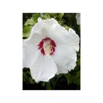 Mauve en arbre 'red heart' pot de 3l / 4l