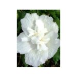 Mauve en arbre 'white chiffon' pot de 2l / 3l