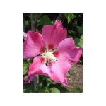 Le jardin du pic vert - mauve en arbre 'woodbridge' godet de 8 / 9 cm