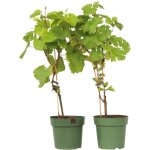 Plant in a box - vigne à raisin - set de 2 - vitis 'himrod', vitis 'vanessa' - h60 - 75cm - ?21cm Plant in a box - vigne à raisin - set de 2 - vitis 'himrod', vitis 'vanessa' - h60 - 75cm - ?21cm