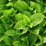 M�lisse officinale (melissa officinalis)