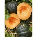 Melon 'noir des carmes' le sachet de 15 graines