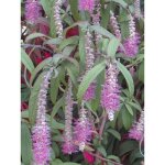 Le jardin du pic vert - menthe en arbre 'happy cascade' pot de 3l / 4l