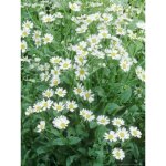 Menthe - coq pot de 1, 5l / 2l