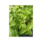 Le jardin du pic vert - menthe poivre 'chartreuse' godet de 8 / 9 cm