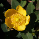 Millepertuis - hypericum dummeri 'peter dummer' - 30 - 40 cm pot