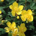 Millepertuis - hypericum 'hidcote' - 25 - 30 cm pot