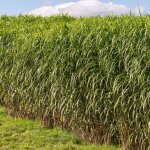 Miscanthus g�ant - miscanthus giganteus godet 9cm