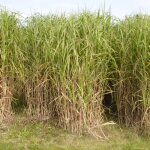 Miscanthus géant - miscanthus giganteus pot 3l Miscanthus géant - miscanthus giganteus pot 3l