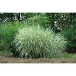 Miscanthus sinensis 'variegatus'