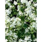 Monnaie du pape 'alba' godet de 8 / 9 cm Monnaie du pape 'alba' godet de 8 / 9 cm