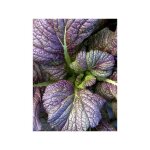 Moutarde brune 'red giant' le sachet de 800 graines (2g)