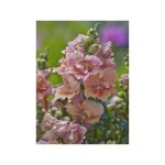 Muflier, gueule de loup nain 'twinny peach' le sachet de 30 graines