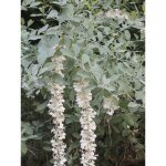 Muguet en arbre 'blue sky' pot de 3l / 4l