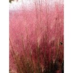Muhlenbergia capillaris pot de 2l / 3l