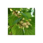 M�rier blanc pot de 24cm