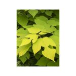 M�rier � papier 'golden shadow' pot de 4l / 5l