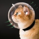 Museli�re transparente pour chat et chaton agressif, capuche respirante, casque d'astronaute r�glable, ...